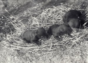 Three Brown and Black Bear Cubs Aged 5 or 6 Weeks at London Zoo, February 1920 by Frederick William Bond